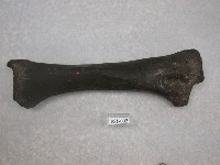 藏品(象後腿脛骨化石)的圖片